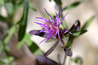 Centaurea paniculata
